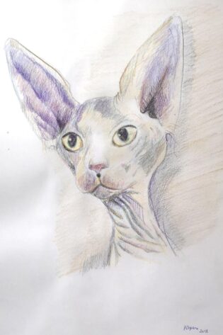 A9 Imagen de un Gato exotico 2018