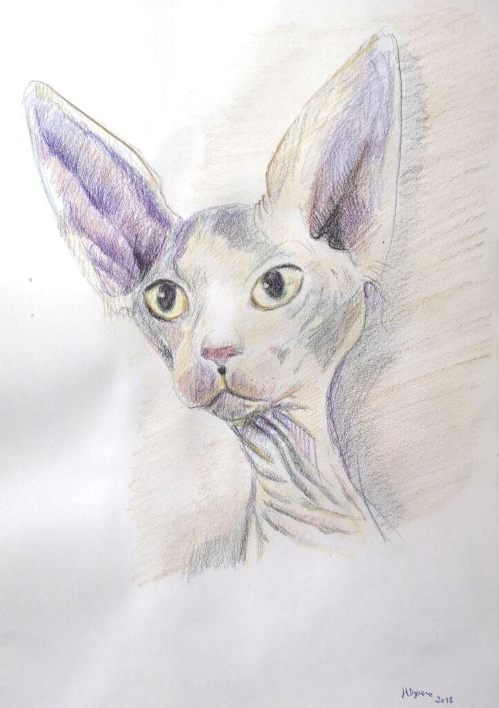 A9 Imagen de un Gato exotico 2018